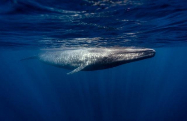 Аналитики рассказали, в какие альткоины инвестируют «киты»