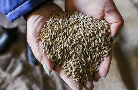 Цены на пшеницу на европейском рынке достигли почти 440 евро за тонну