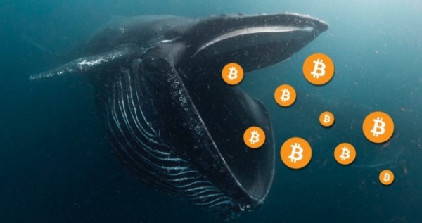Как киты манипулируют крипторынком