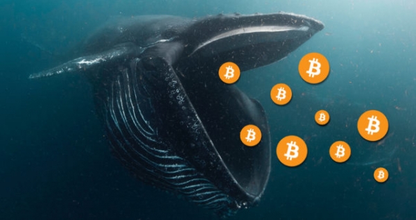 Как банкротство китов скажется на крипторынке?